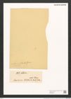 Scoliopleura latestriata (Breb.) Grun. (de-Toni-Nr.: Genus 14, Species 1107) Zeichnungen Sammlung Grunow (NHMW-BOT-W0369259)